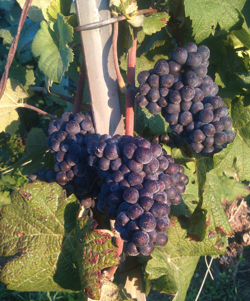 Grappe de raisin - Vendanges - Champagne Nathalie Dravigny