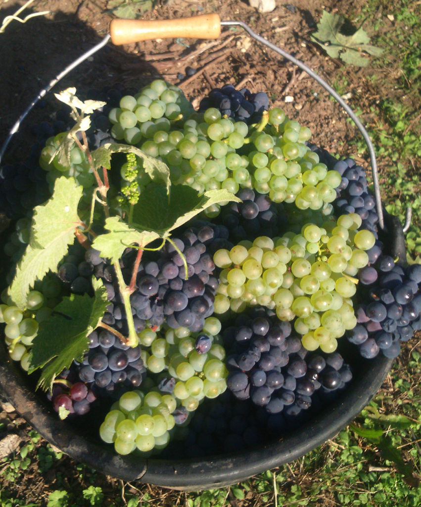 Vendanges - Champagne Nathalie Dravigny